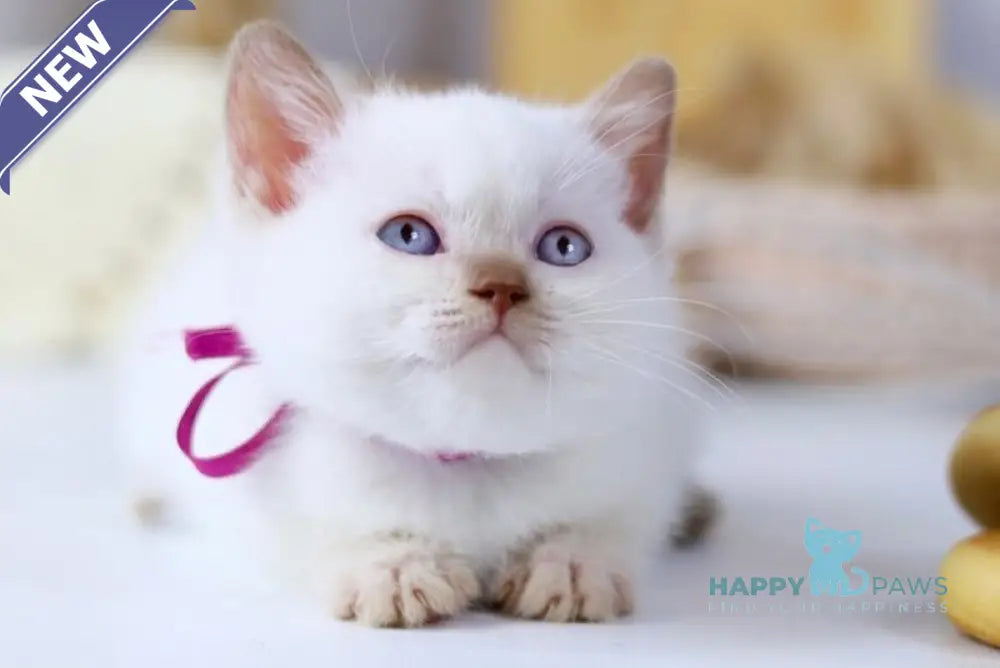 Xady British Shorthair female cinnamon pointed live animals