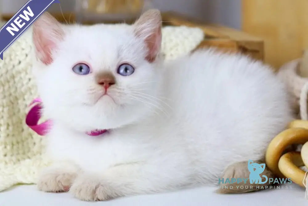 Xady British Shorthair female cinnamon pointed live animals