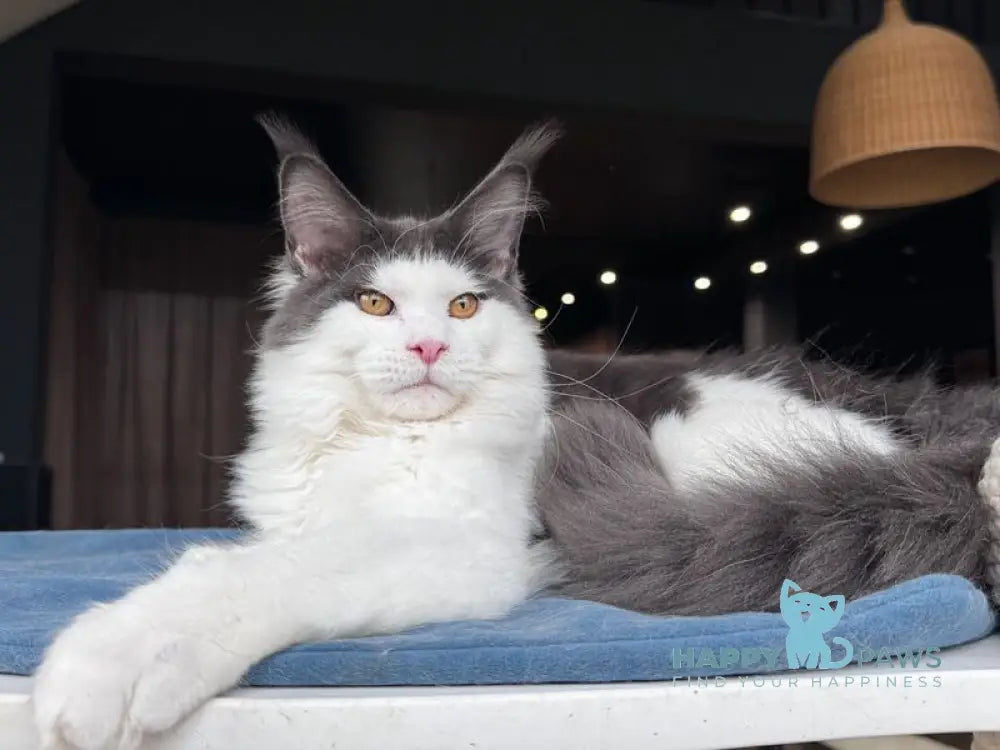 Xagon Maine Coon male blue bicolour live animals