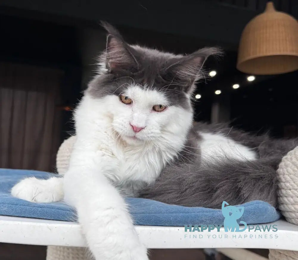Xagon Maine Coon male blue bicolour live animals