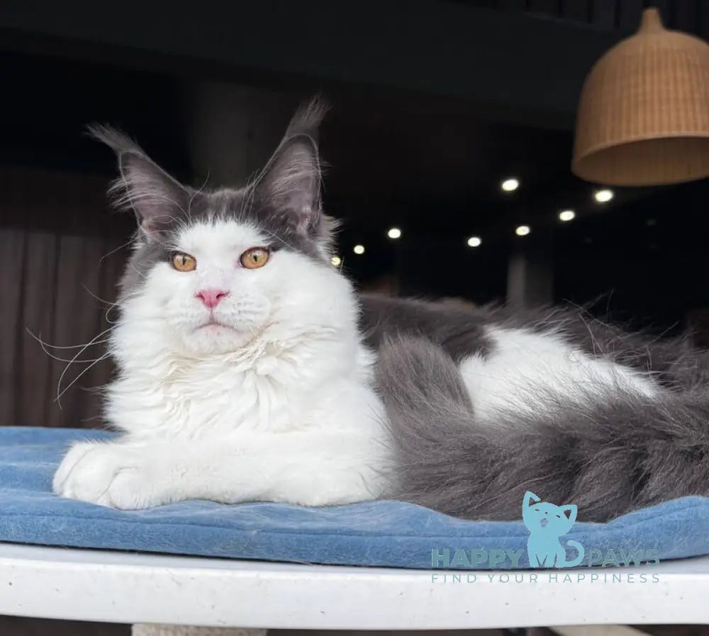 Xagon Maine Coon male blue bicolour live animals