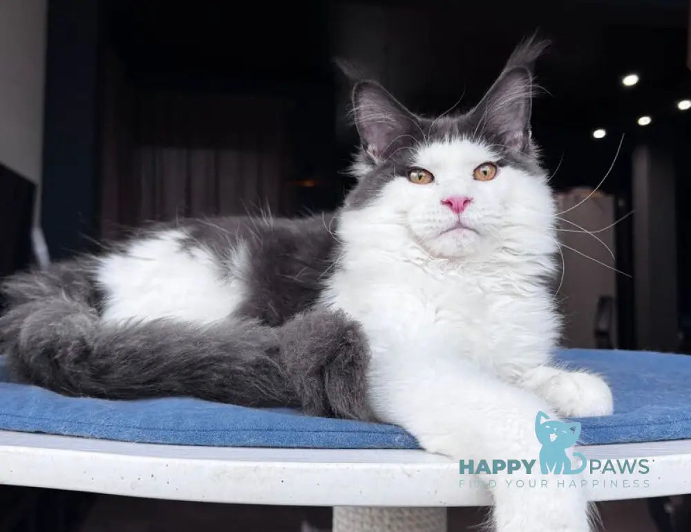 Xagon Maine Coon male blue bicolour live animals