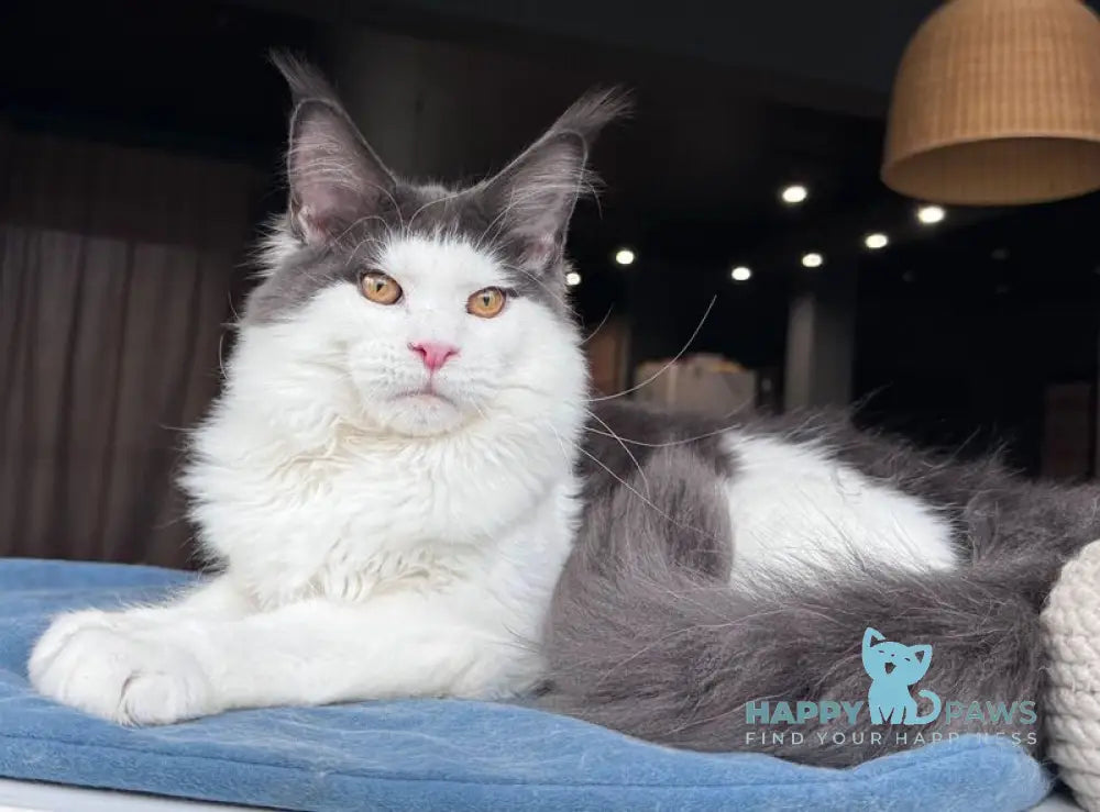 Xagon Maine Coon male blue bicolour live animals