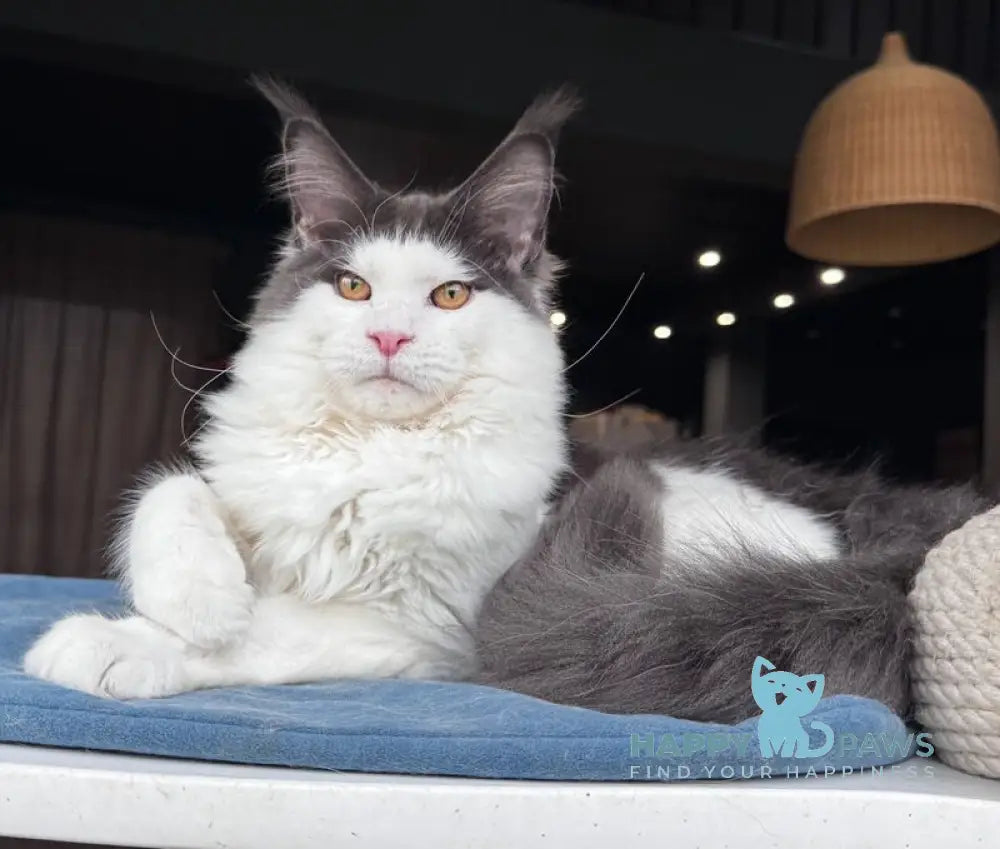 Xagon Maine Coon male blue bicolour live animals