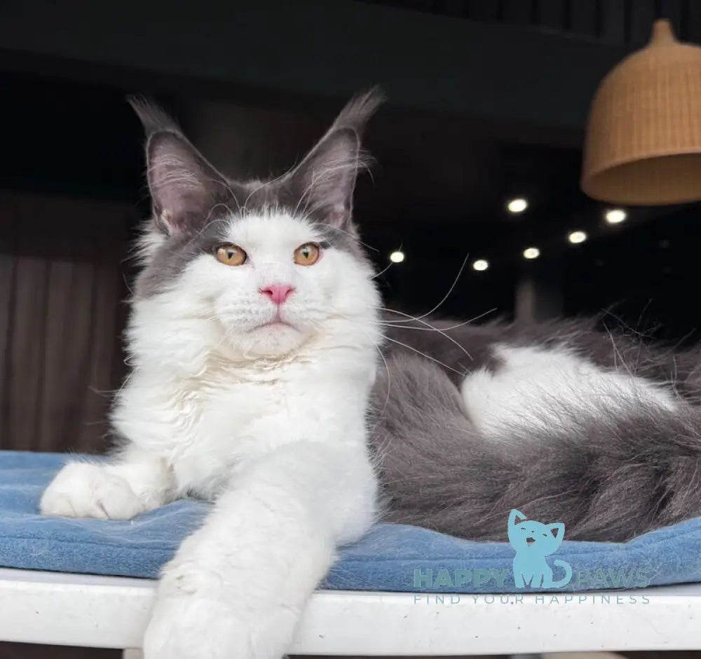 Xagon Maine Coon male blue bicolour live animals