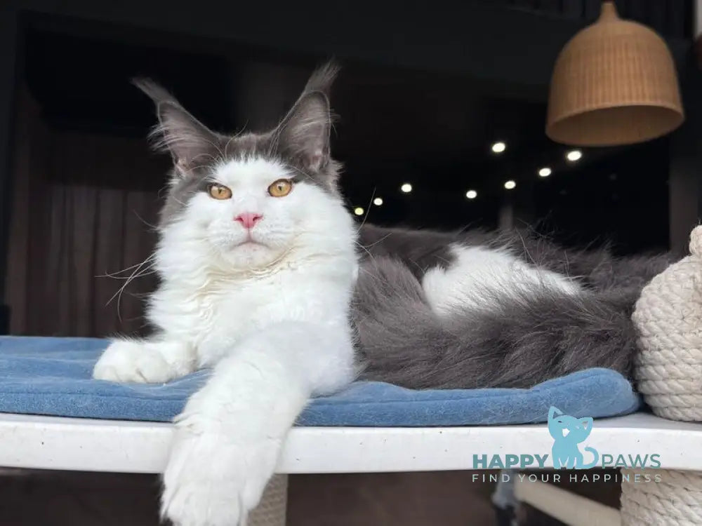 Xagon Maine Coon male blue bicolour live animals