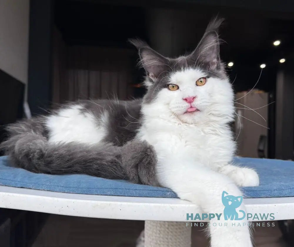 Xagon Maine Coon male blue bicolour live animals