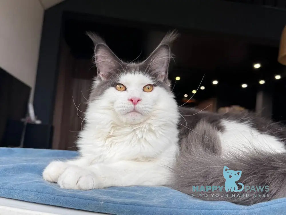 Xagon Maine Coon male blue bicolour live animals
