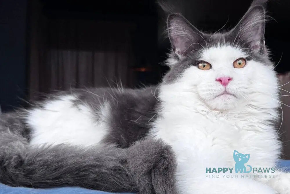 Xagon Maine Coon male blue bicolour live animals