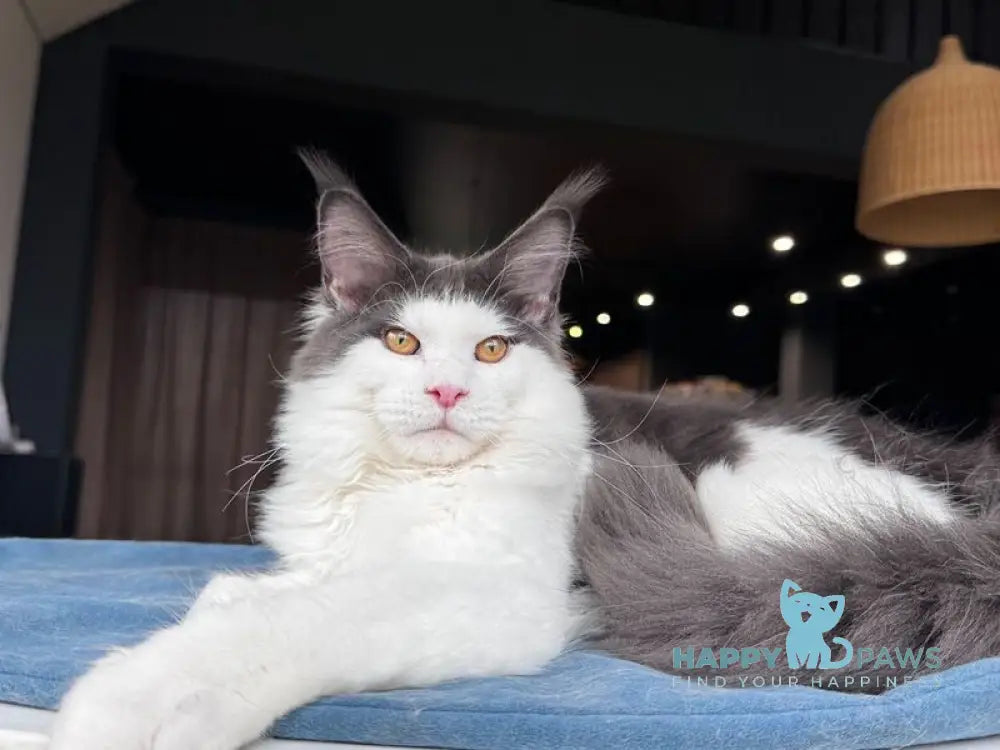 Xagon Maine Coon male blue bicolour live animals