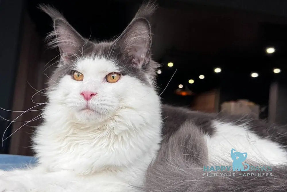 Xagon Maine Coon male blue bicolour live animals