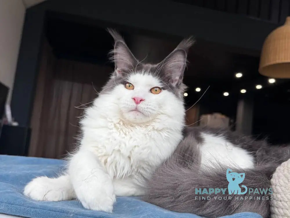 Xagon Maine Coon male blue bicolour live animals