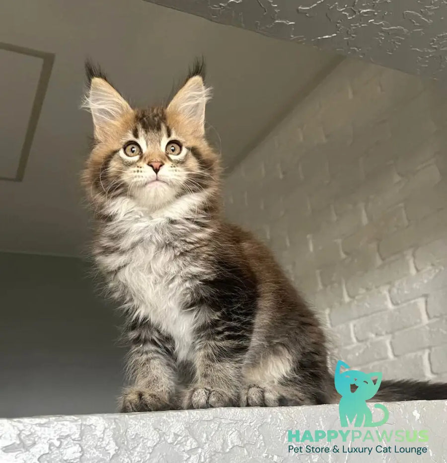 Xakim Maine Coon male black tabby - live animals