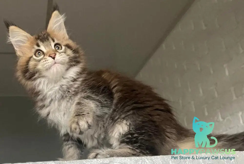 Xakim Maine Coon male black tabby - live animals