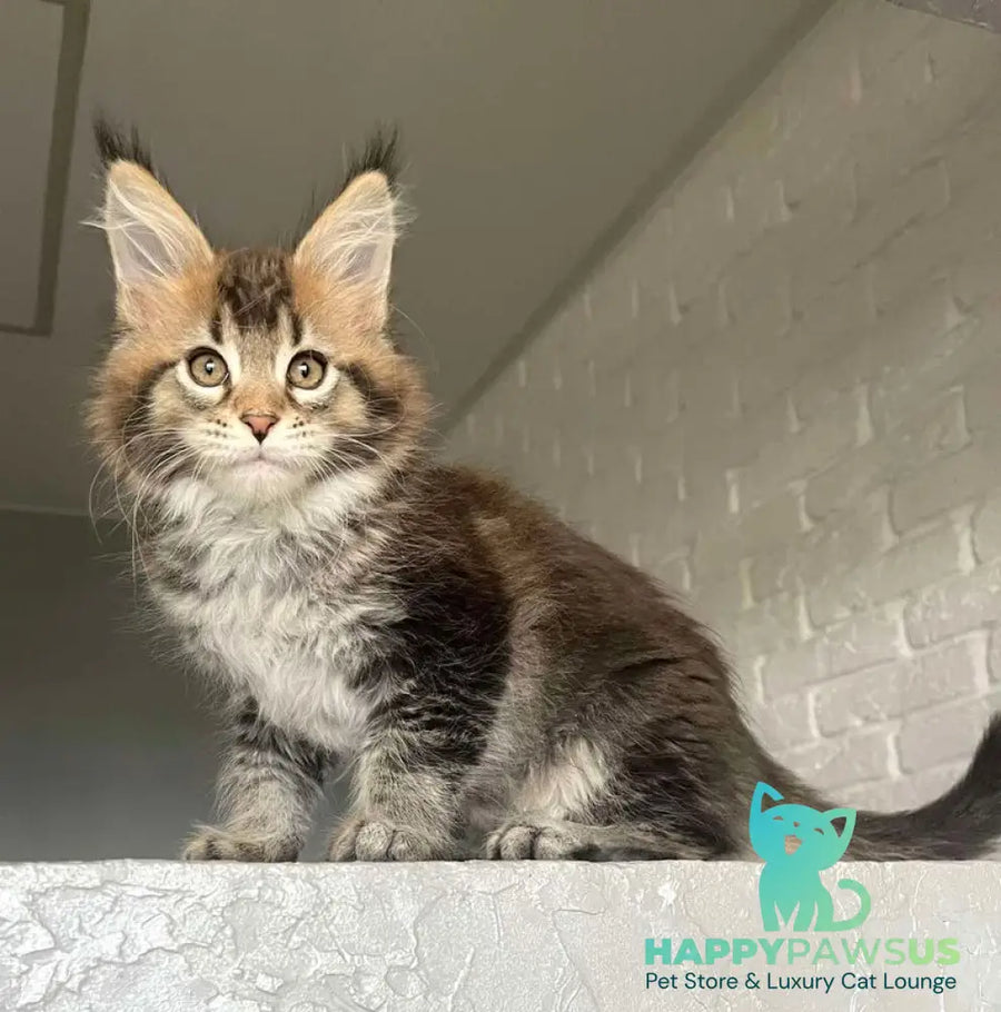 Xakim Maine Coon male black tabby - live animals