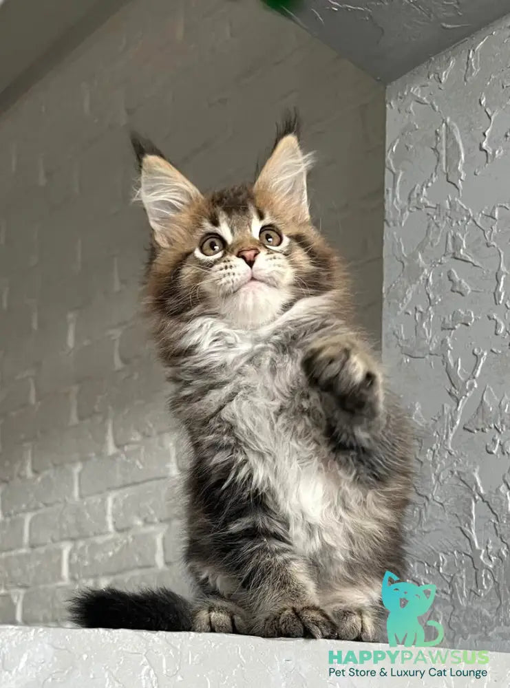 Xakim Maine Coon male black tabby - live animals