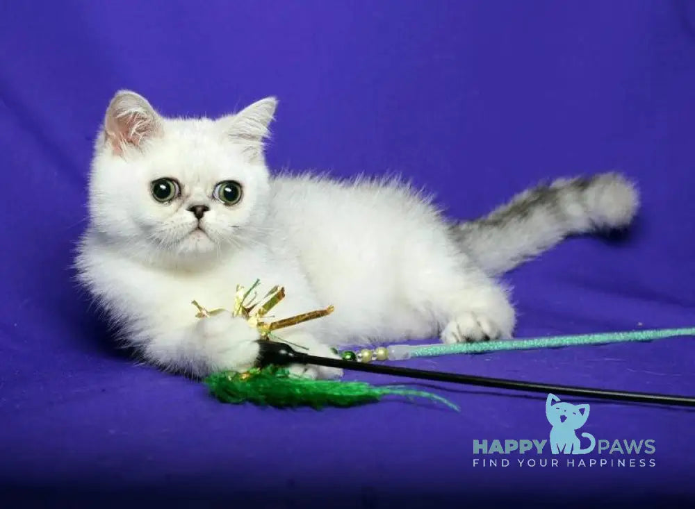 Xalk Exotic male black silver shaded live animals