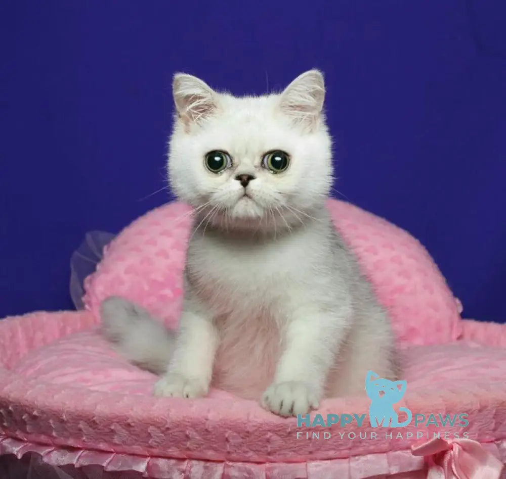 Xalk Exotic male black silver shaded live animals
