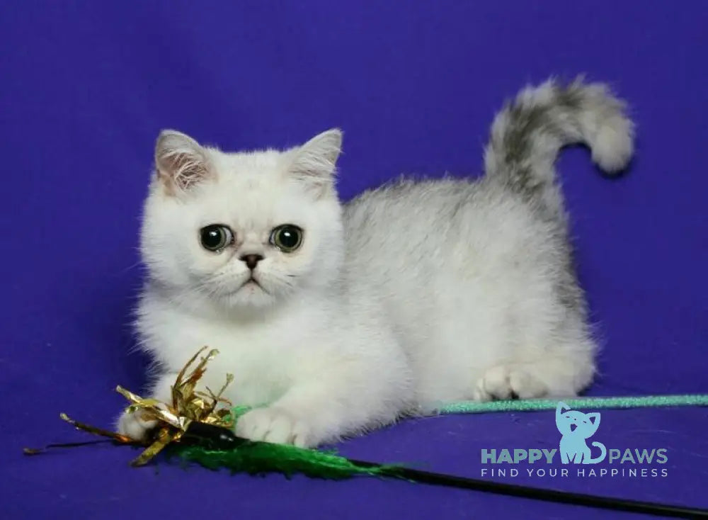 Xalk Exotic male black silver shaded live animals