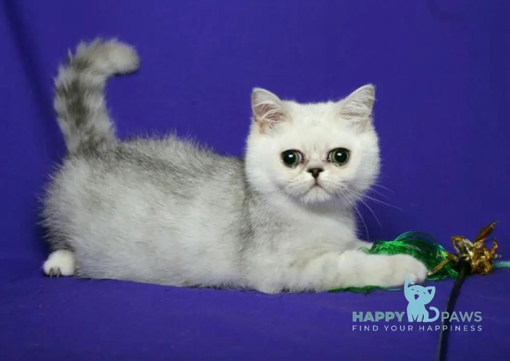 Xalk Exotic male black silver shaded live animals