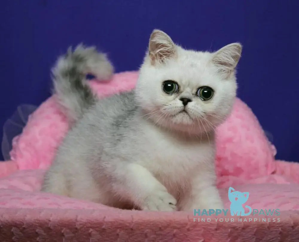 Xalk Exotic male black silver shaded live animals