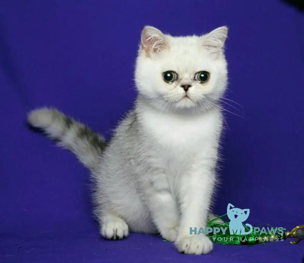 Xalk Exotic male black silver shaded live animals