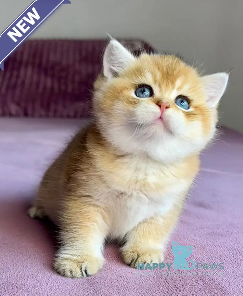 Xalvador British Shorthair male black golden chinchilla live animals