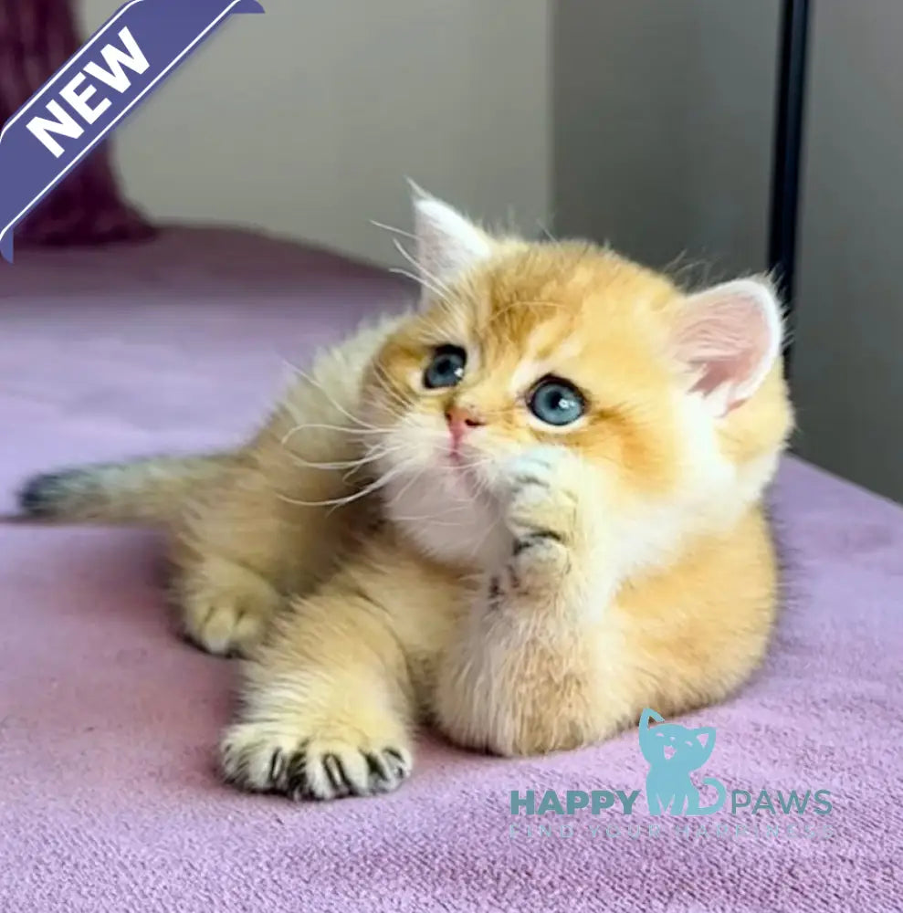 Xalvador British Shorthair male black golden chinchilla live animals