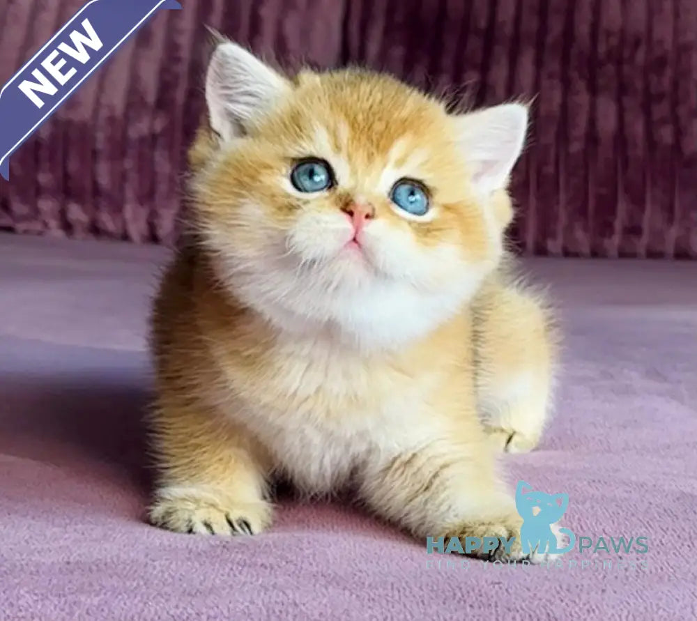 Xalvador British Shorthair male black golden chinchilla live animals