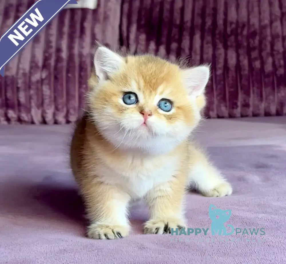 Xalvador British Shorthair male black golden chinchilla live animals