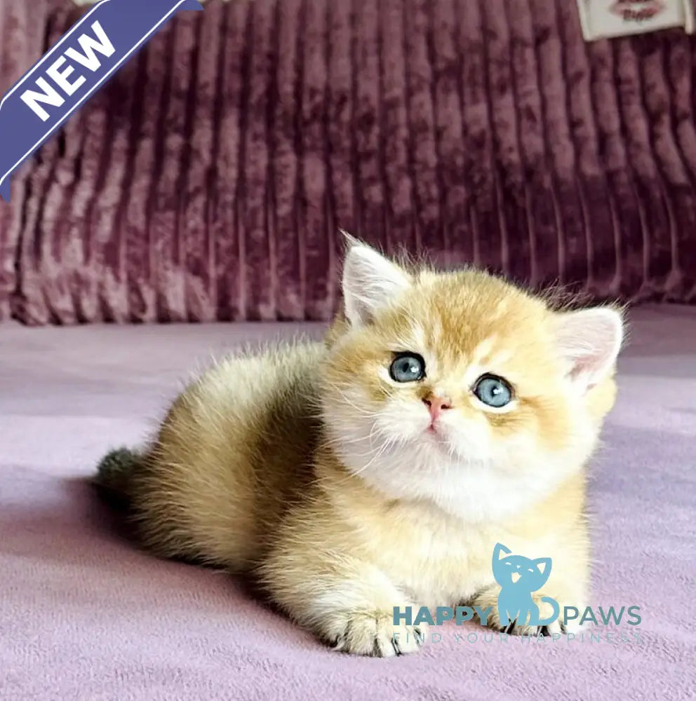 Xalvador British Shorthair male black golden chinchilla live animals