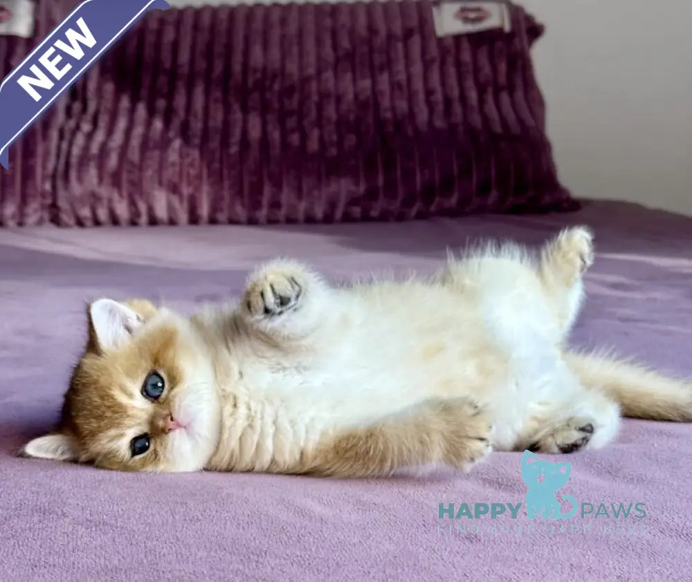 Xalvador British Shorthair male black golden chinchilla live animals