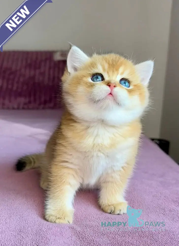 Xalvador British Shorthair male black golden chinchilla live animals