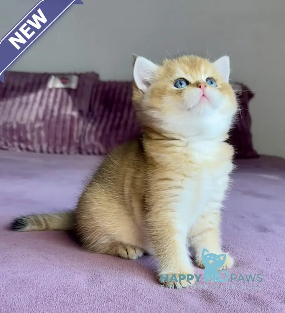 Xalvador British Shorthair male black golden chinchilla live animals