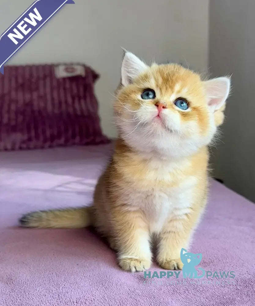 Xalvador British Shorthair male black golden chinchilla live animals