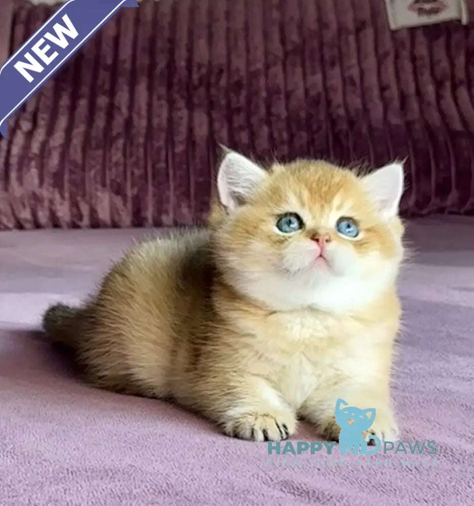 Xalvador British Shorthair male black golden chinchilla live animals