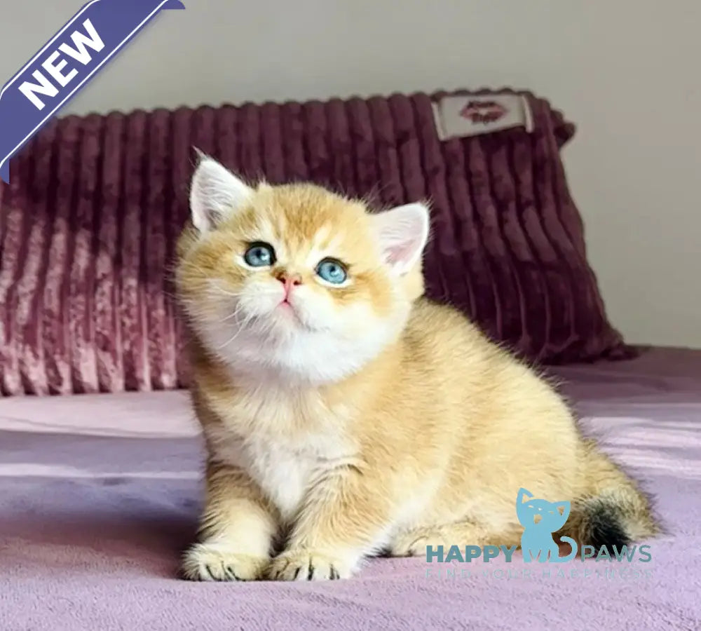 Xalvador British Shorthair male black golden chinchilla live animals