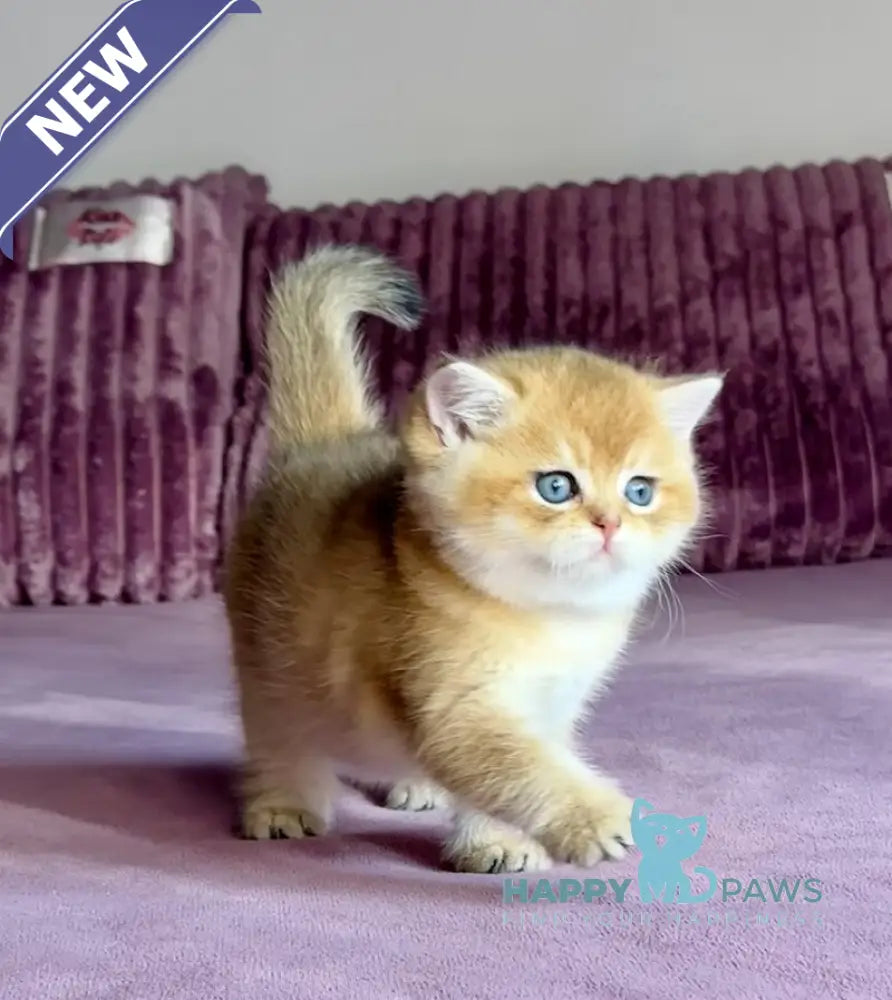 Xalvador British Shorthair male black golden chinchilla live animals