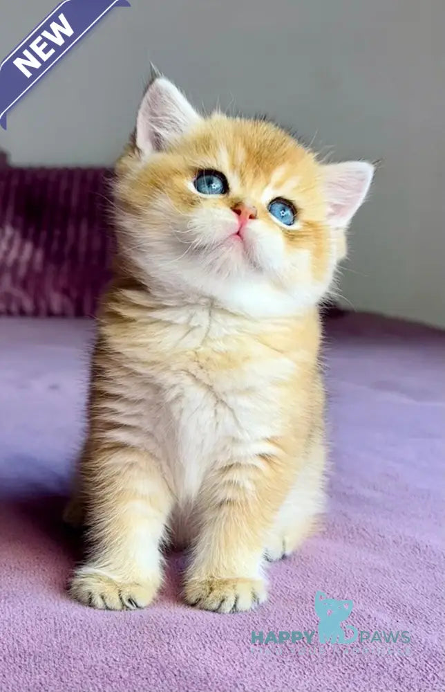 Xalvador British Shorthair male black golden chinchilla live animals