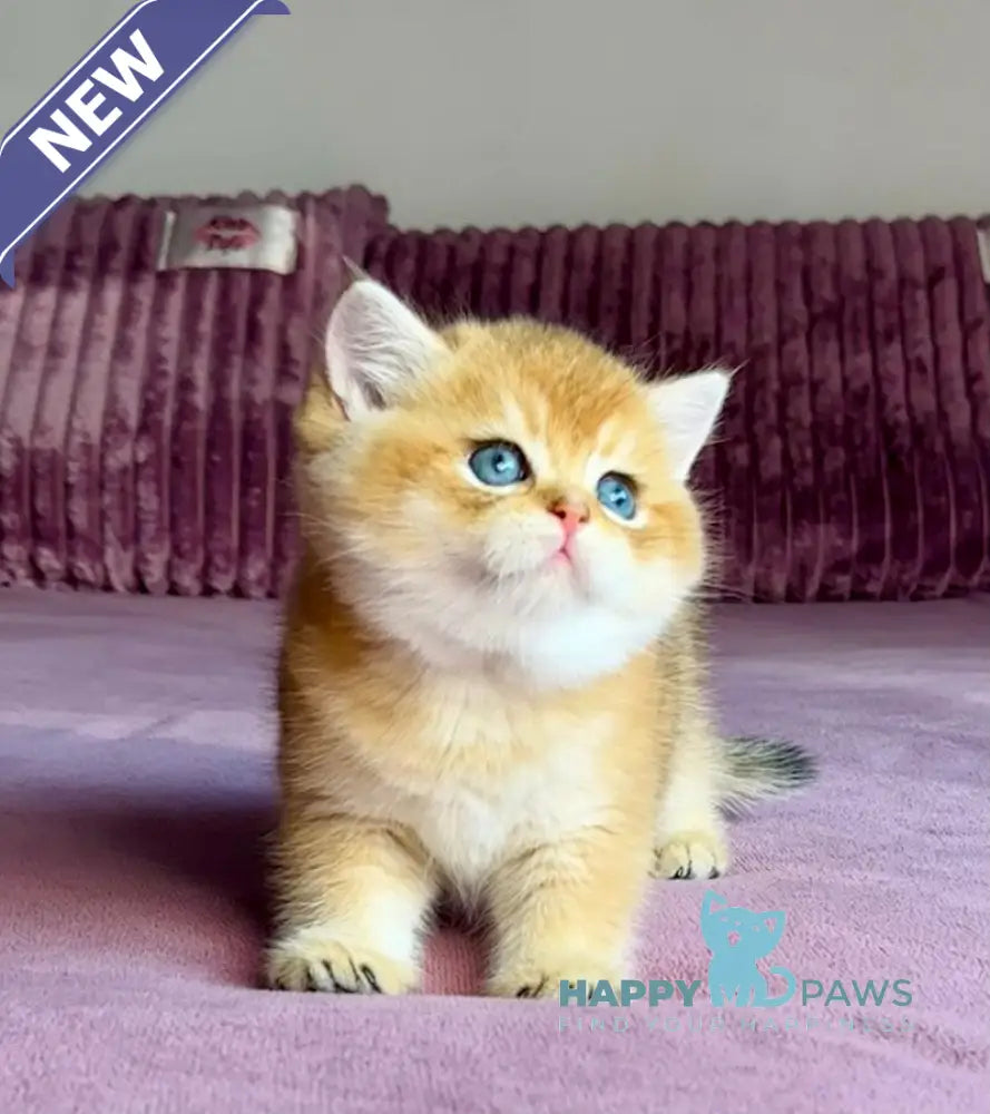 Xalvador British Shorthair male black golden chinchilla live animals