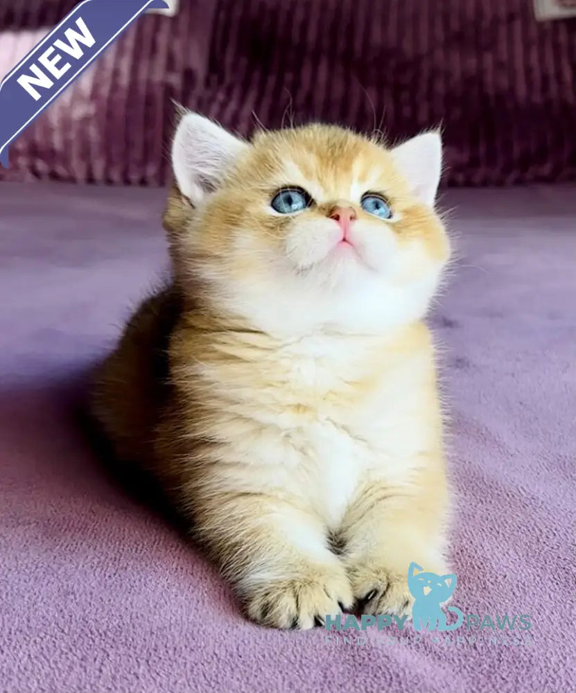 Xalvador British Shorthair male black golden chinchilla live animals