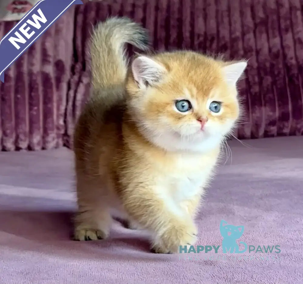 Xalvador British Shorthair male black golden chinchilla live animals