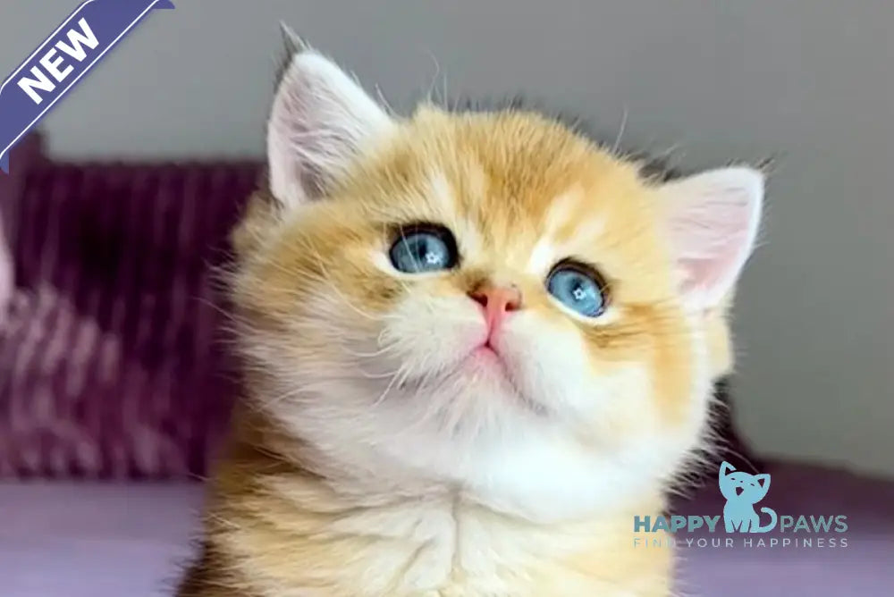 Xalvador British Shorthair male black golden chinchilla live animals