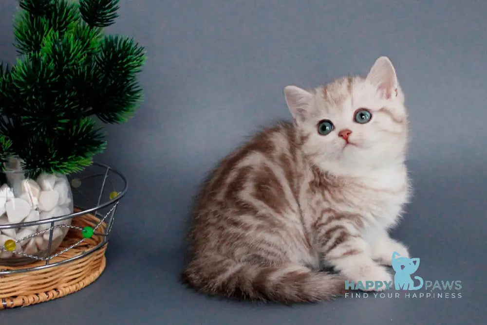 Xalvador British Shorthair male chocolate silver tabby live animals