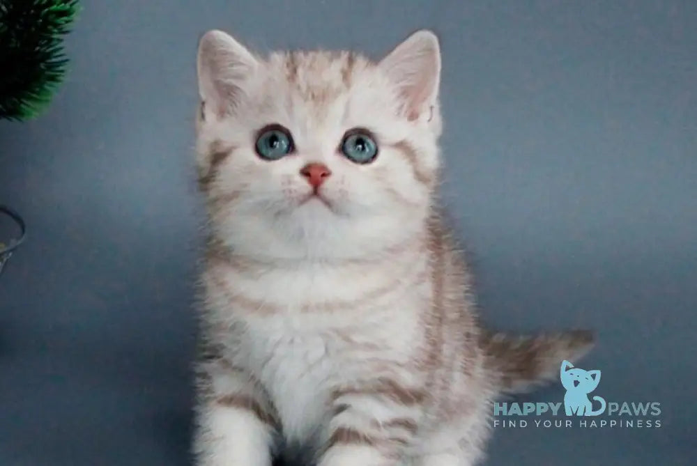 Xalvador British Shorthair male chocolate silver tabby live animals