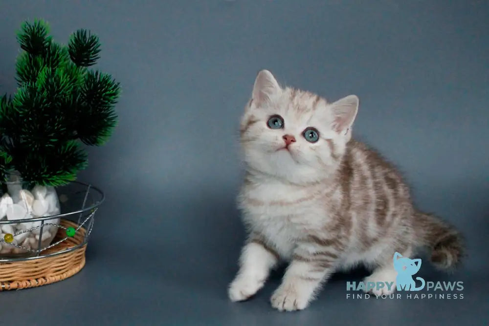 Xalvador British Shorthair male chocolate silver tabby live animals