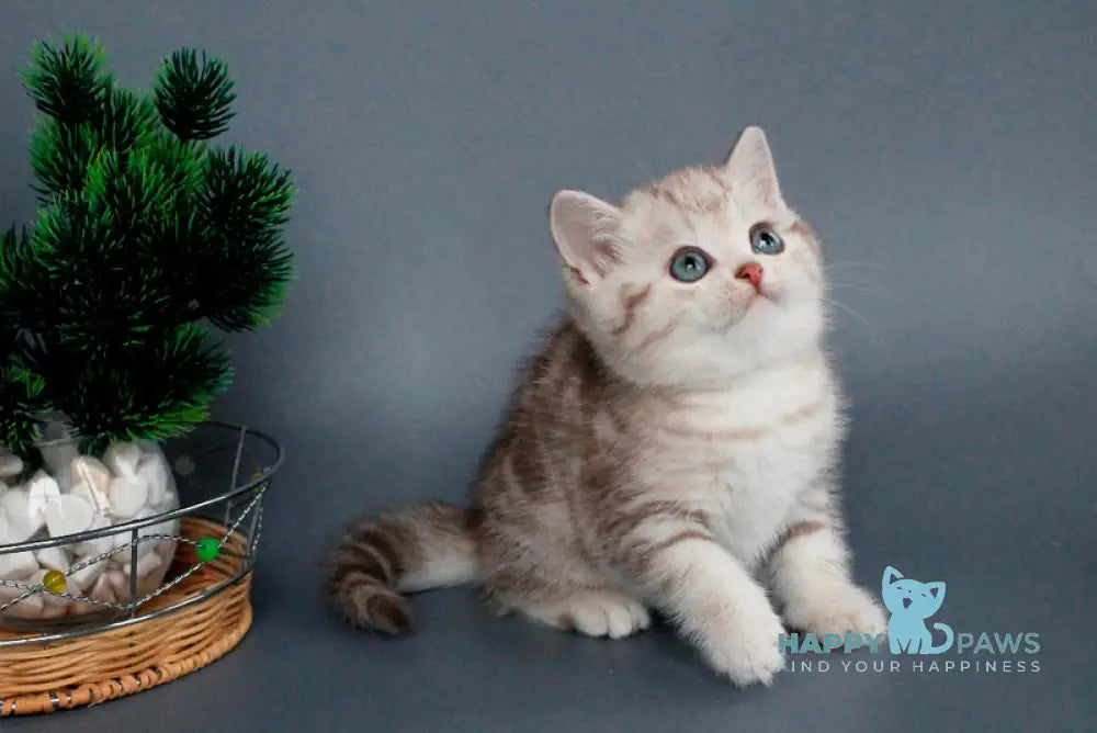 Xalvador British Shorthair male chocolate silver tabby live animals