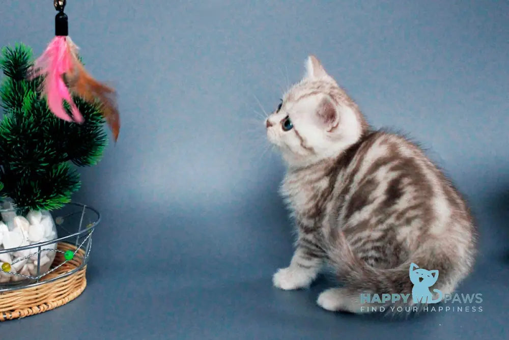 Xalvador British Shorthair male chocolate silver tabby live animals