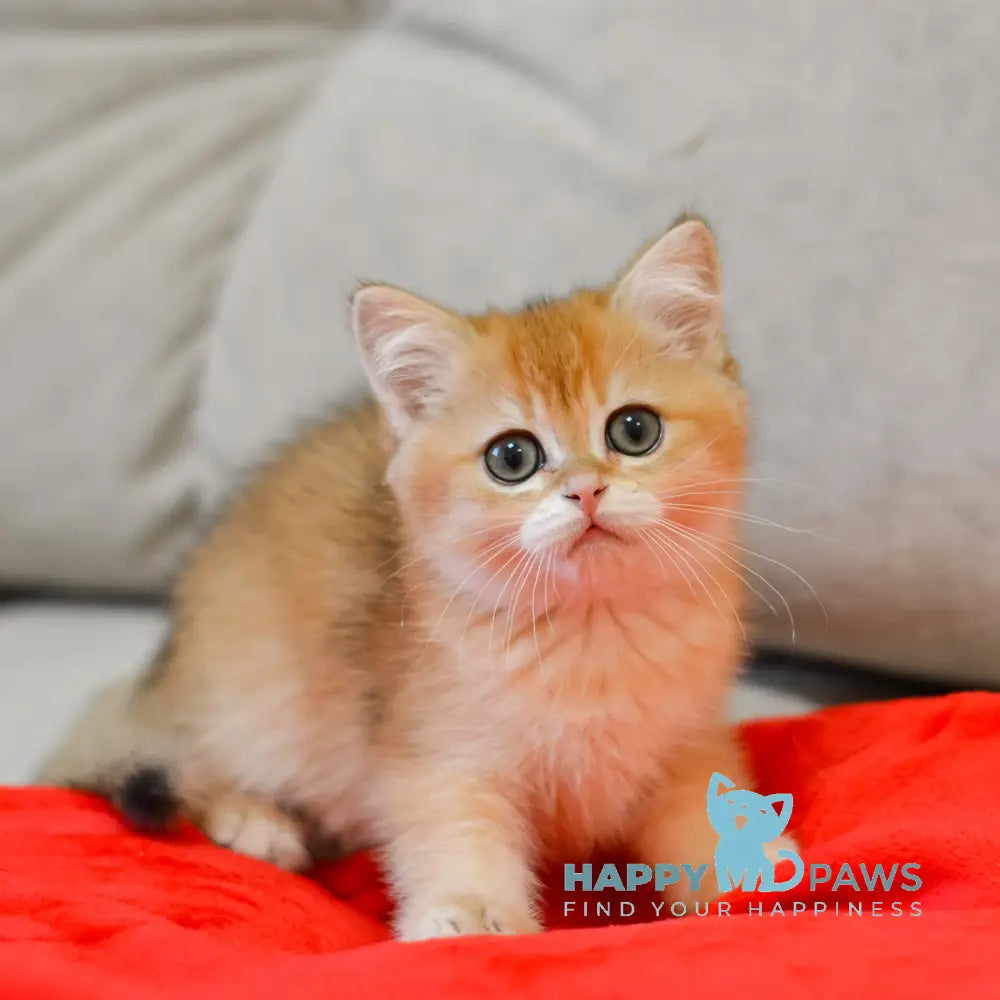 Xam Scottish Straight male black golden shaded live animals