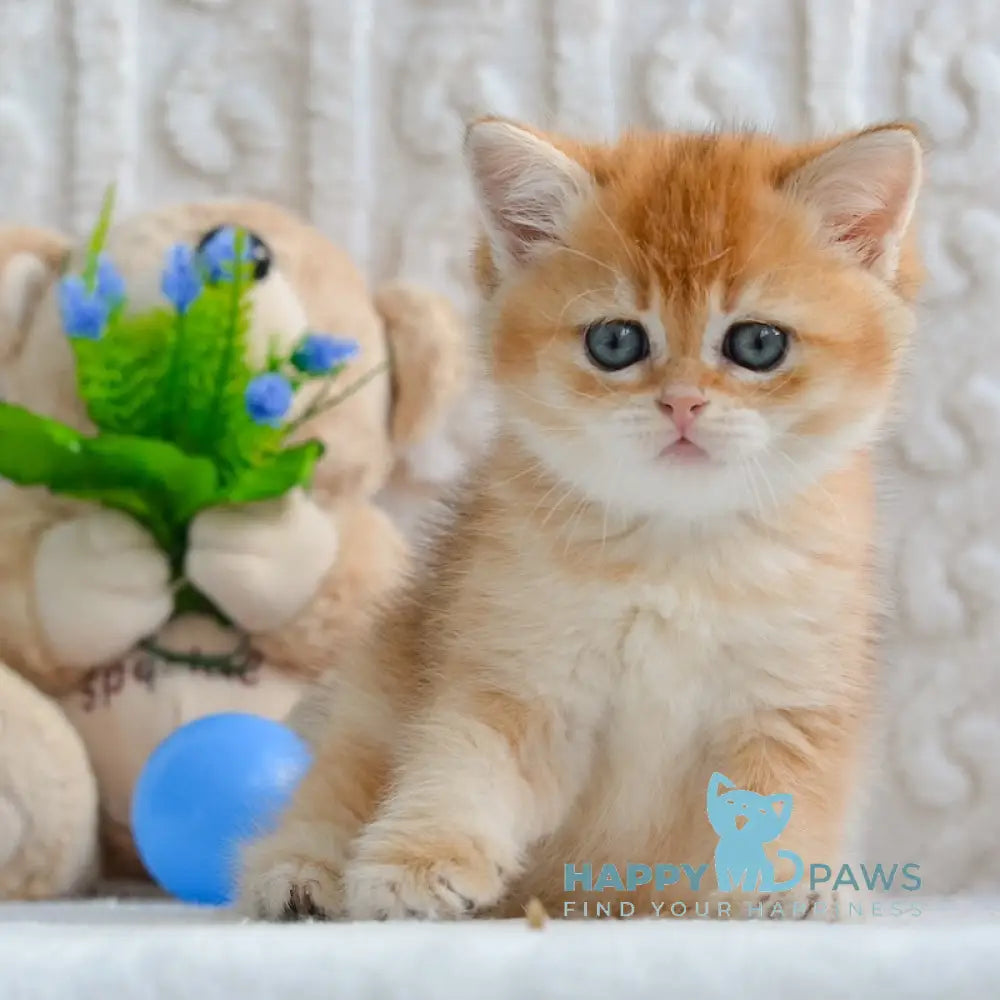 Xam Scottish Straight male black golden shaded live animals